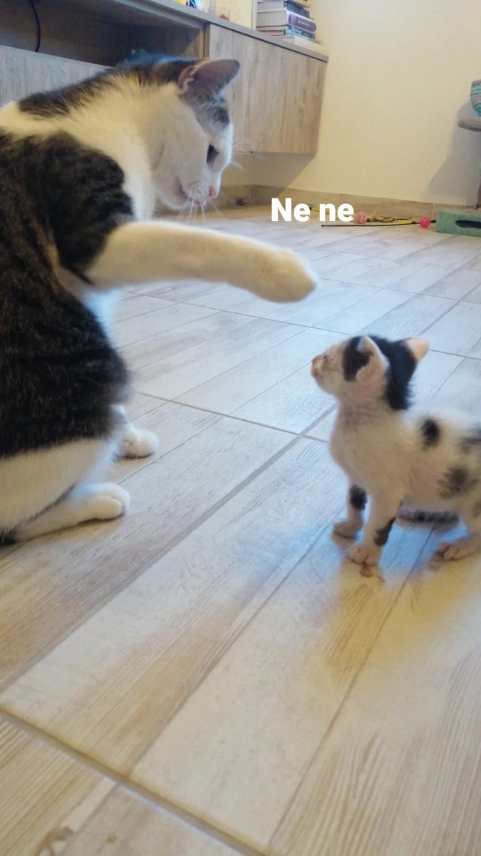 malidjoka2's tweet photo. Pre 4 godine Svemirko je postao stariji brat https://t.co/1YNq3dXKpL