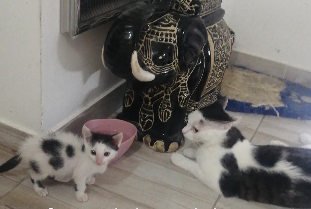 malidjoka2's tweet photo. Pre 4 godine Svemirko je postao stariji brat https://t.co/1YNq3dXKpL