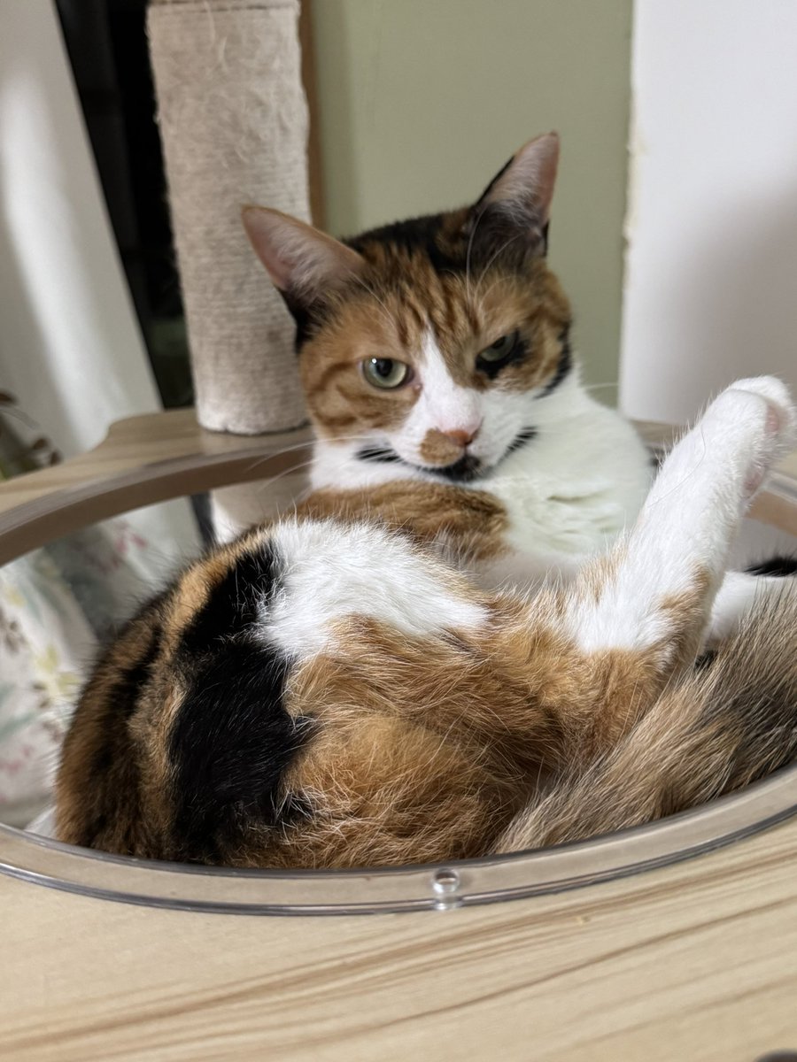 nanaxmimi's tweet photo. 世界一かわいい茶三毛と世界一かわいい黒三毛と世界一かわいい黒猫がいるのだがお母さんは明日イベントである。何もなくても1時間ちょっとの道のりであるのだが時間帯が悪いと2時間くらいかかる可能性もあるようだ。と言う訳でお母さんに明日の準備させてください。 https://t.co/QR3hT7PH15