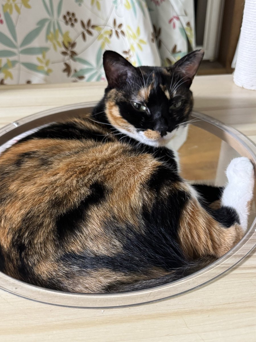 nanaxmimi's tweet photo. 世界一かわいい茶三毛と世界一かわいい黒三毛と世界一かわいい黒猫がいるのだがお母さんは明日イベントである。何もなくても1時間ちょっとの道のりであるのだが時間帯が悪いと2時間くらいかかる可能性もあるようだ。と言う訳でお母さんに明日の準備させてください。 https://t.co/QR3hT7PH15