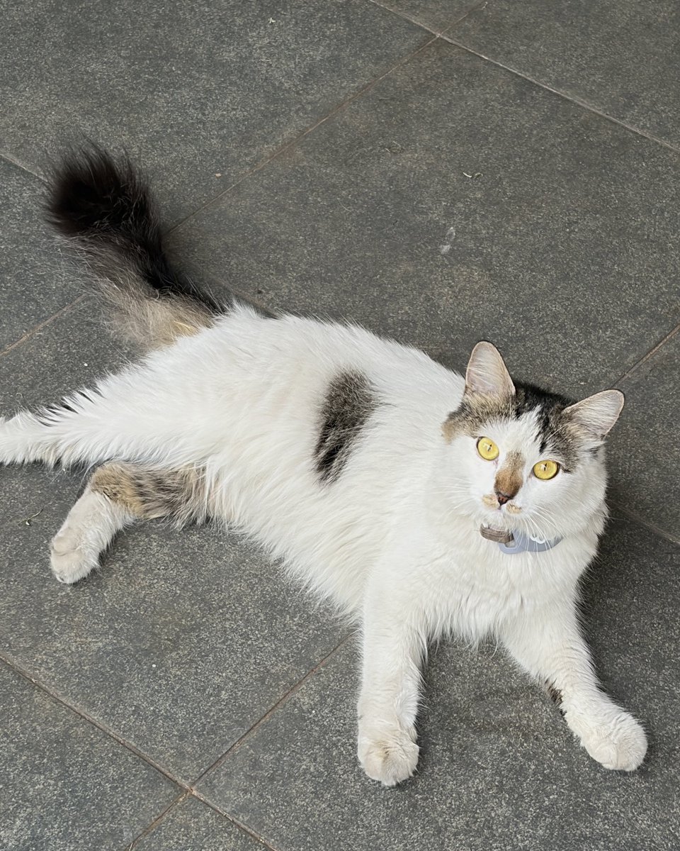 nna's tweet photo. dulu segini, skrg seginiii 🥹🫶🏻

si sapi anak cantik kesayangan akuuuu. tp dia cuma gede di bulu, aslinya underweight 😭

mentemen gimana ya caranya gendutin kucing huhu https://t.co/GmAPCp2C1o