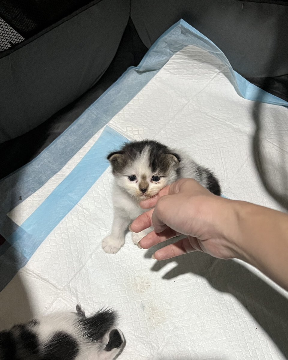 nna's tweet photo. dulu segini, skrg seginiii 🥹🫶🏻

si sapi anak cantik kesayangan akuuuu. tp dia cuma gede di bulu, aslinya underweight 😭

mentemen gimana ya caranya gendutin kucing huhu https://t.co/GmAPCp2C1o