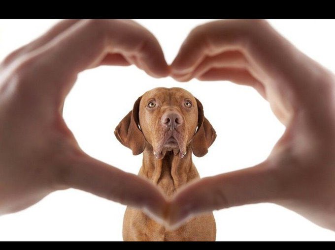 KnottyLucyzs's tweet photo. For full access to our exclusive #doggknotting Live Photos, contents and videos all in one,
Click on the link below 👇 

https://t.co/qKZwn1Vvwt https://t.co/gaCKwrUKhW