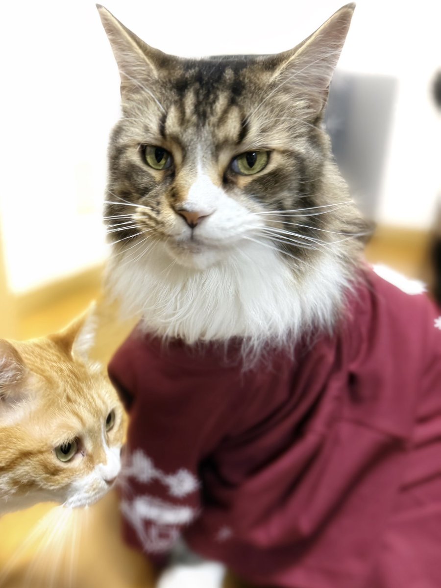 neko03a91's tweet photo. ありがとうございます✦︎︎︎.

#ジャパン峠プロジェクト #JTPM   #jtpmembers https://t.co/PmCKUch5Ag