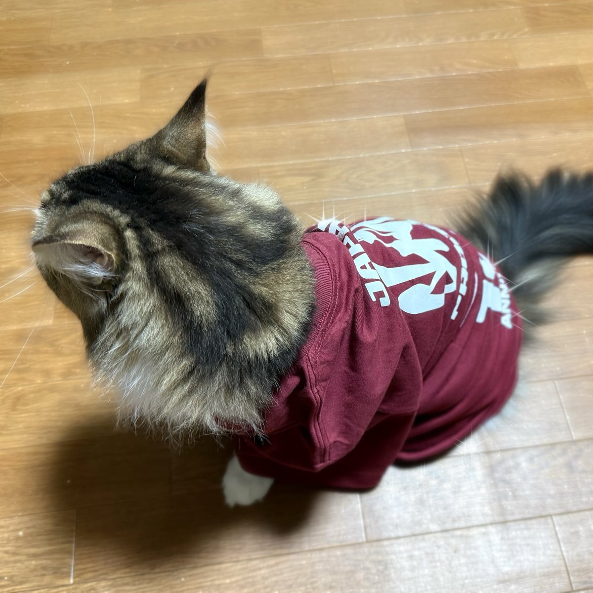 neko03a91's tweet photo. ありがとうございます✦︎︎︎.

#ジャパン峠プロジェクト #JTPM   #jtpmembers https://t.co/PmCKUch5Ag