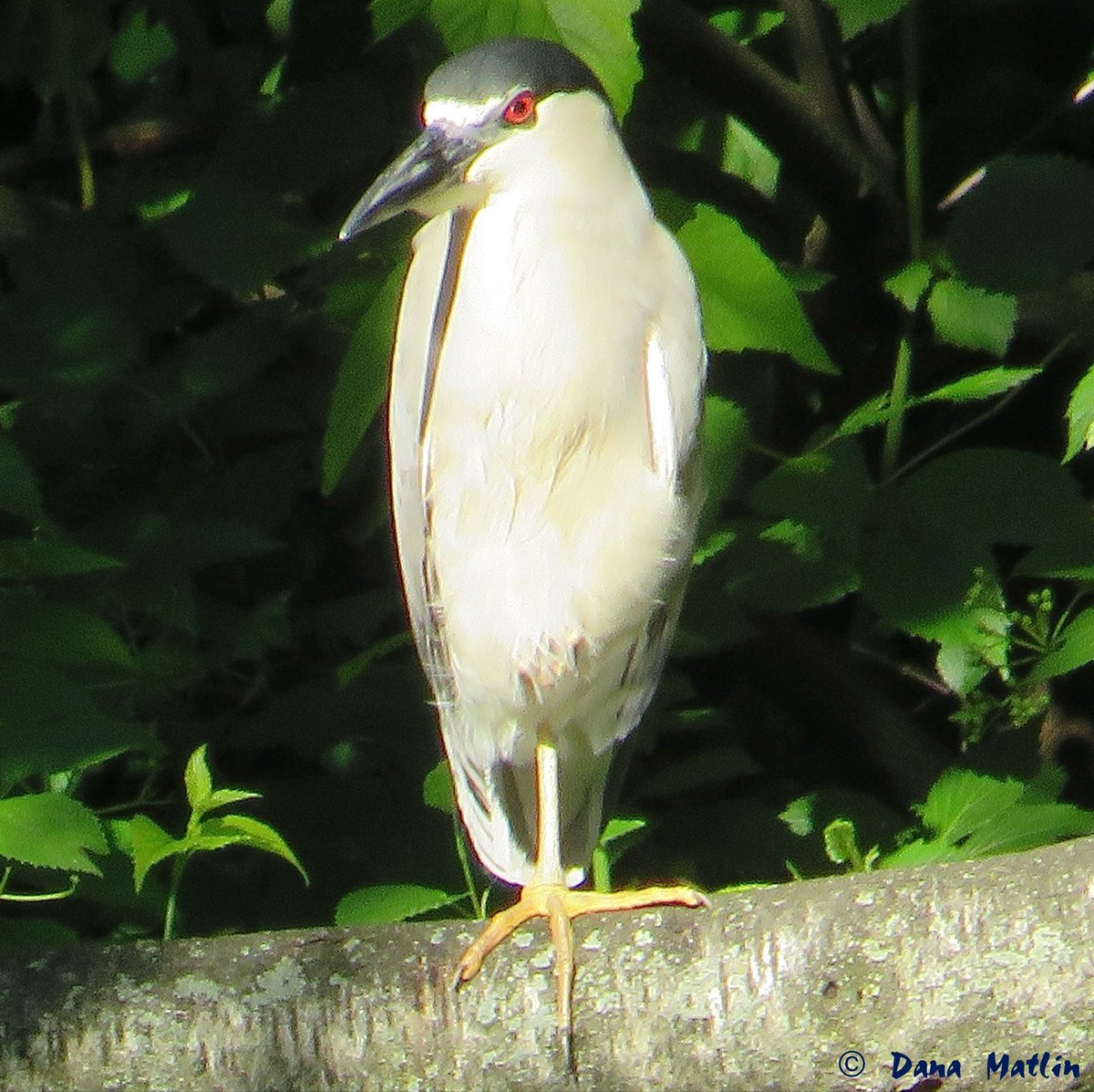 dana_mnyc's tweet photo. Black-crowned Night Heron at the Central Park Pond yesterday. #birdcpp https://t.co/F69cywYm39