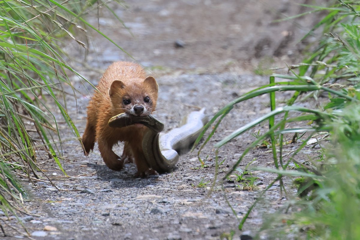 イタチ