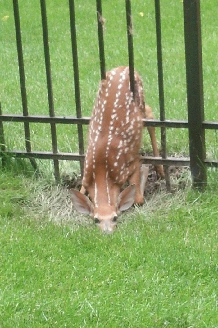 deershouldnt's tweet photo. Goodnight https://t.co/xBbYKlWaiv