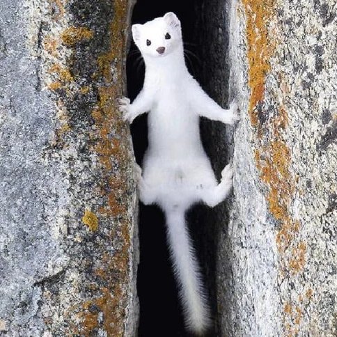 AMAZlNGNATURE's tweet photo. An ermine clambering between rocks, captured by photographer Larry Taylor

Ermines are skilled hunters that prey on mice, voles, rabbits, birds and eggs. They’re found across North America, Europe and Asia and are known for being bold, fast and surprisingly fierce https://t.co/ZXbTSp5Bhx