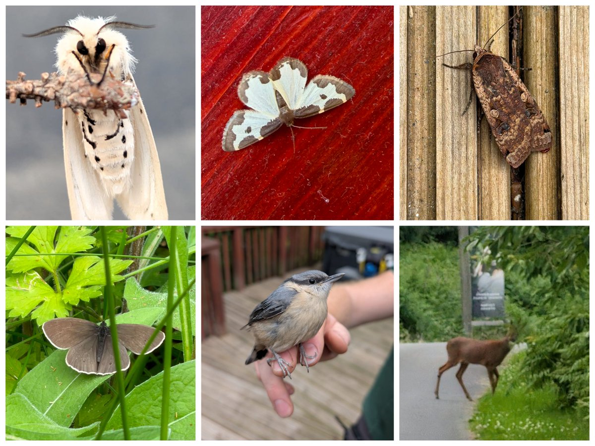AilinKee's tweet photo. @forestholidays Garwnant, we try to celebrate nature as we go about our day. Team members have recently spotted - White Ermine moth, Clouded Border moth, Large Yellow Underwing moth, Nuthatch, Ringlet butterfly, Roe deer &amp; Golden-ringed Dragonfly. #walesnatureweek https://t.co/37zISgXPfJ