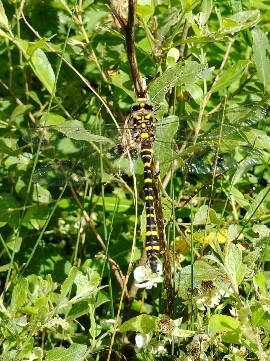 AilinKee's tweet photo. @forestholidays Garwnant, we try to celebrate nature as we go about our day. Team members have recently spotted - White Ermine moth, Clouded Border moth, Large Yellow Underwing moth, Nuthatch, Ringlet butterfly, Roe deer &amp; Golden-ringed Dragonfly. #walesnatureweek https://t.co/37zISgXPfJ