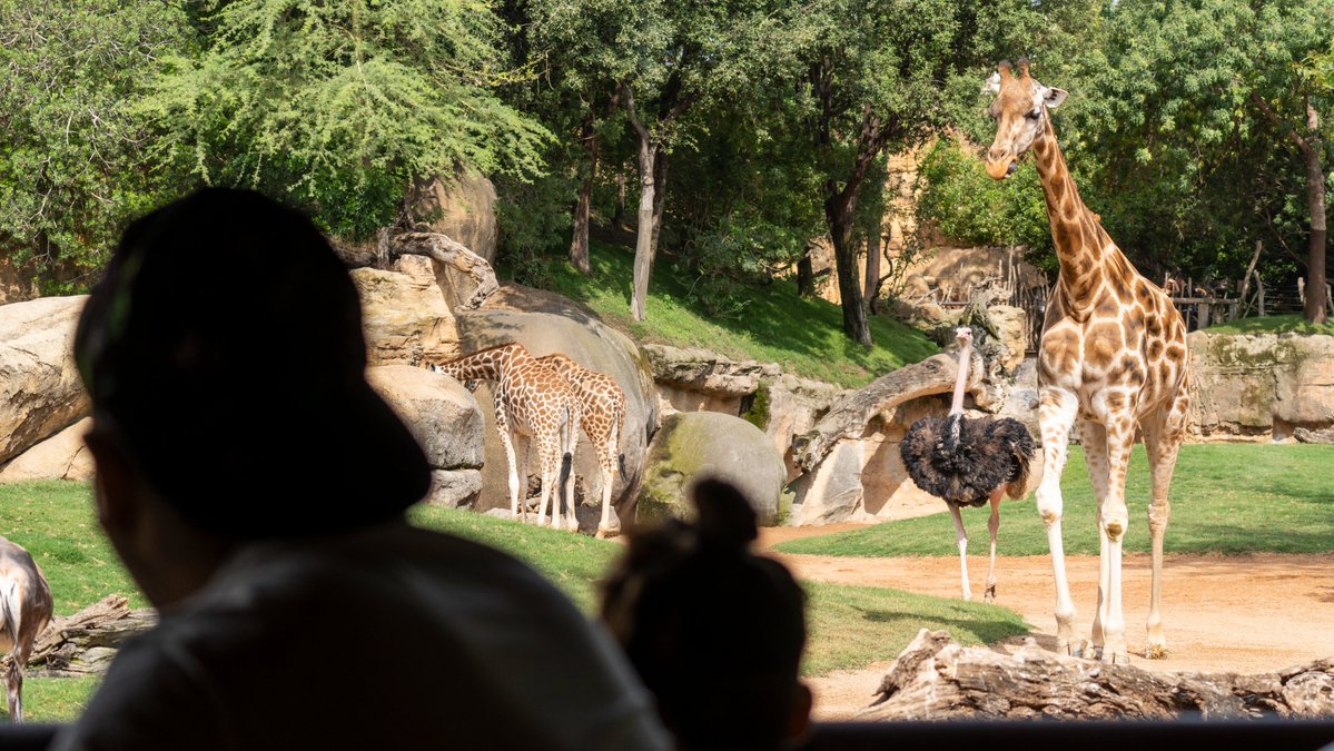 Bioparc's tweet photo. ¡Buenos días y #FelizViernes! 🦁🐘🦍🦒

Os recordamos que el horario de BIOPARC Valencia durante todo el verano es de 10h a 20h ⏰

Planifica tu visita y vive una experiencia única de naturaleza salvaje en el corazón de la ciudad 💚

https://t.co/cjMrR3sJwz https://t.co/MTxta3KOzN