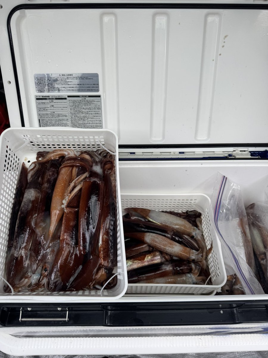 ikanorinori293's tweet photo. 釣り終了🎣
テクニカルスルメで41杯でした🦑
爆乗りではないけど、難オモロかったです😅
多点掛けでの取り込み手滑らせた回数2回有り😭
まだまだ修行が足りません💪 https://t.co/h04w3iyond