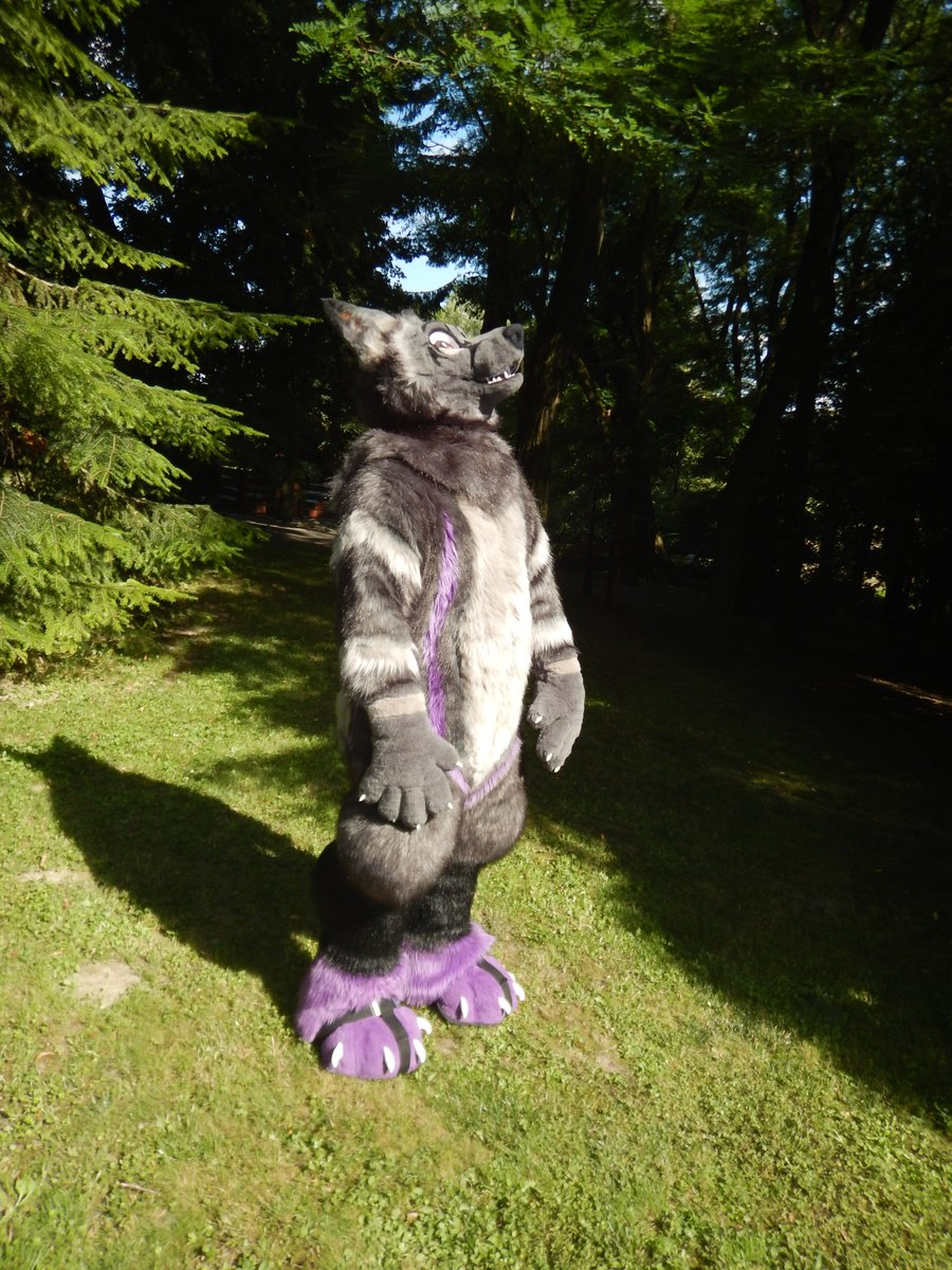 SilvcosX's tweet photo. A wolf in his natural enviroment.

📸by me
#fursuit #fursuitfriday #fursuiting https://t.co/RRdcBzPLd5