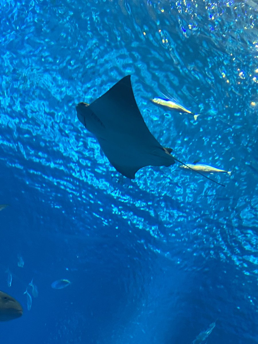 hammie0503's tweet photo. #美ら海水族館 へ行ってきましたー！
水族館大好きなので幸せだった(  ´˘`  )❤️ https://t.co/aVkTF1IBaJ