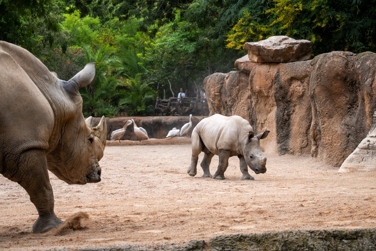 Bioparc's tweet photo. ¡Buenos días y #FelizViernes! 🦁🐘🦍🦒

Os recordamos que el horario de BIOPARC Valencia durante todo el verano es de 10h a 20h ⏰

Planifica tu visita y vive una experiencia única de naturaleza salvaje en el corazón de la ciudad 💚

https://t.co/cjMrR3sJwz https://t.co/MTxta3KOzN