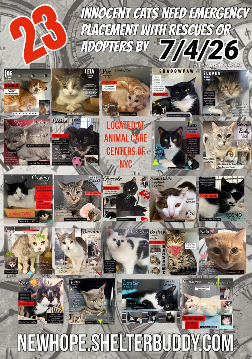 ngremmy's tweet photo. πPlease REPOST-adopt-fosterπ
*23* innocent lives are on the βemergency placementβ list at NYC AC&C and need out of the shelter by 12 NOON 7/4!
#TeamKittySOS
https://t.co/xMTmb9YZ8H https://t.co/AGp4KaIPFe