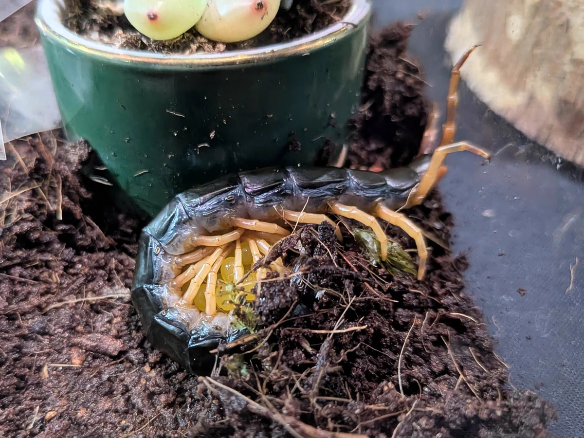 ムカデ の 卵