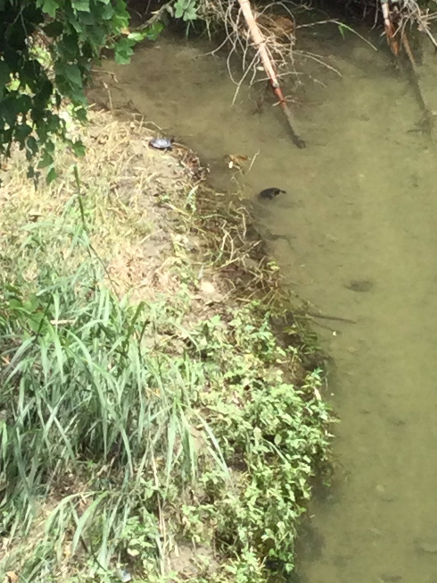 831Bowl's tweet photo. 一駅ウォーキングの道沿いにカメさん見つけました🐢
ゆるっとふわっとここち良く🍃 https://t.co/8AG7rA0y5i