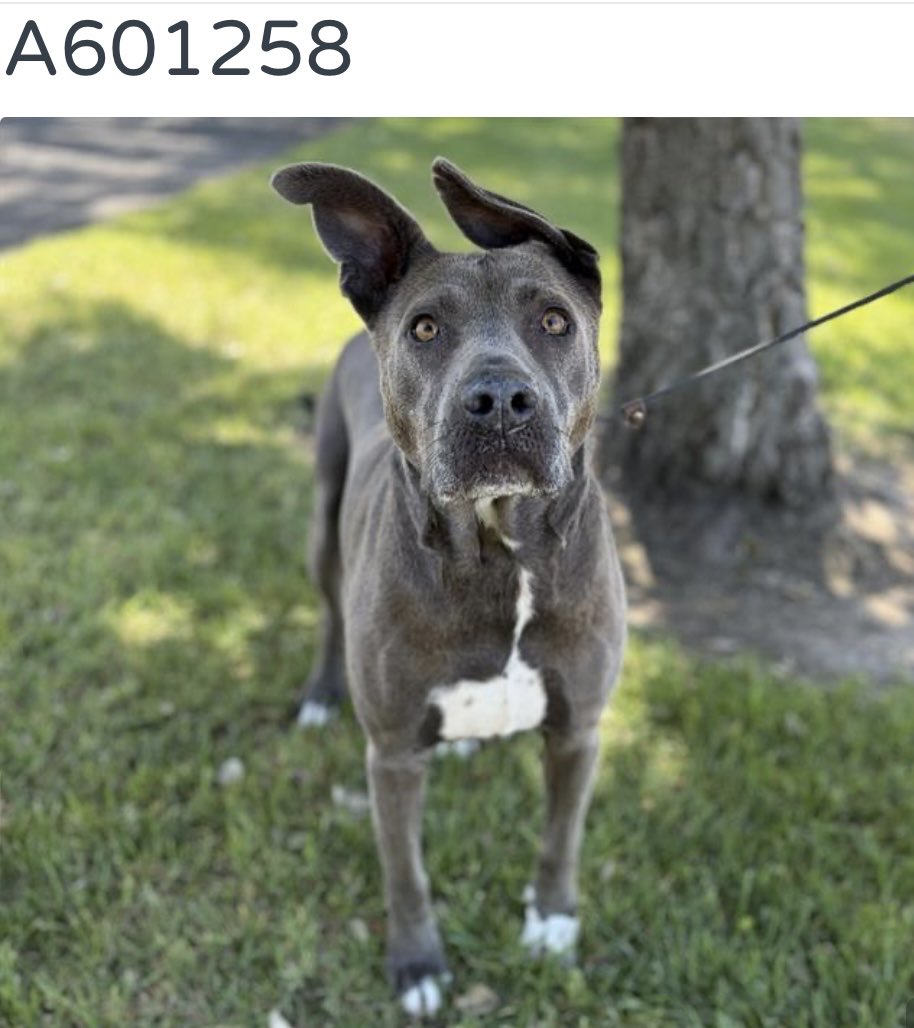 luv2laugh12's tweet photo. Please save Jasmine, a 7 year old female pit bull terrier! 🙏
66 lbs. 

Set to be 💉on Monday 7/6 at 6:30 a.m. at Stanislaus Animal Services Agency in Modesto, CA.

Shelter notes: “Friendly dog. Possibly potty-trained. Has a playful side, accepts all over touch. Tested with female dog, came on strongly at first, but did very well once settled. Tested with male dog, see memos.”