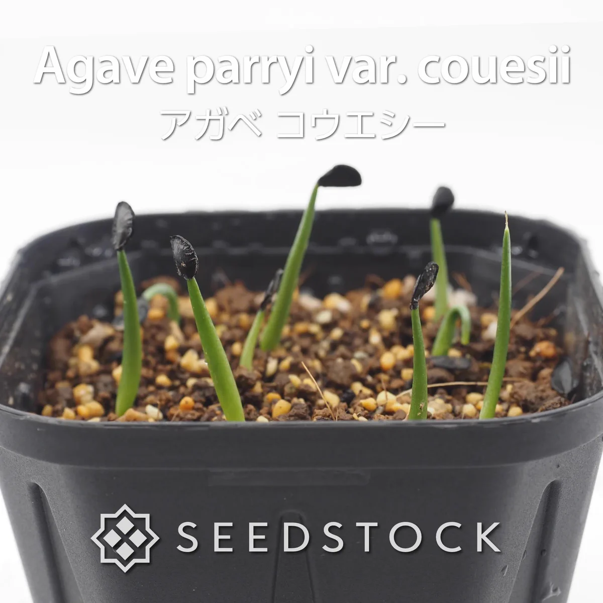 SEEDSTOCK (@seedstock_jp) / X