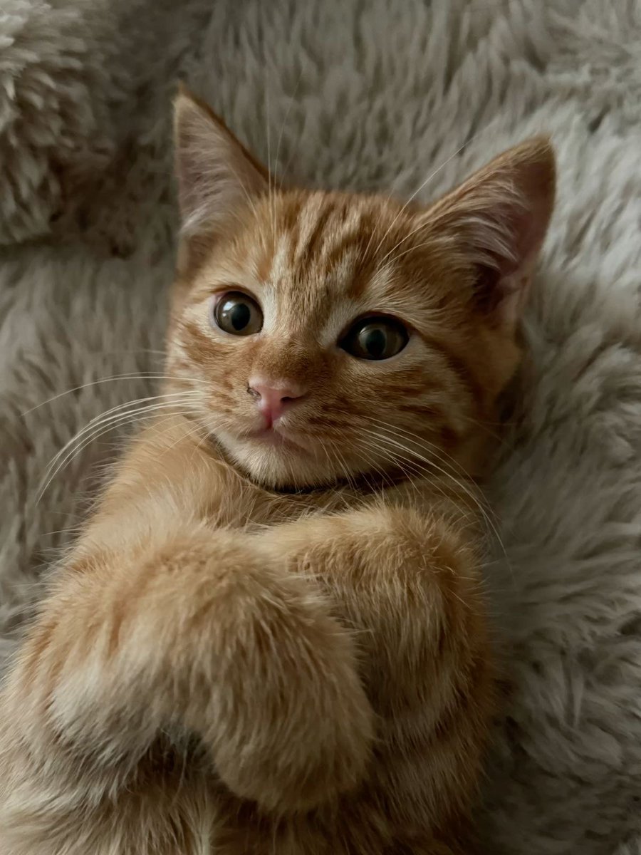 cutestscats's tweet photo. Fluffy ginger baby with paws up and big eyes 🥰😻 https://t.co/vFItiIA0YG