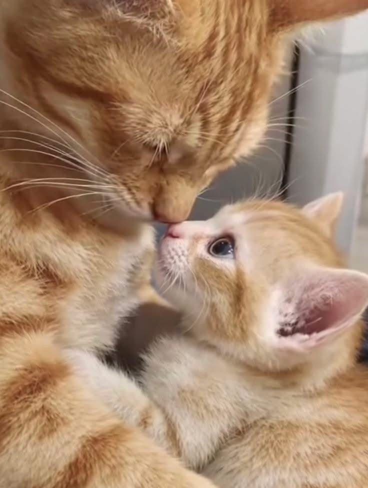 cutestscats's tweet photo. Little baby getting the best mommy kiss ever 🥰 https://t.co/blRFrTDDs7