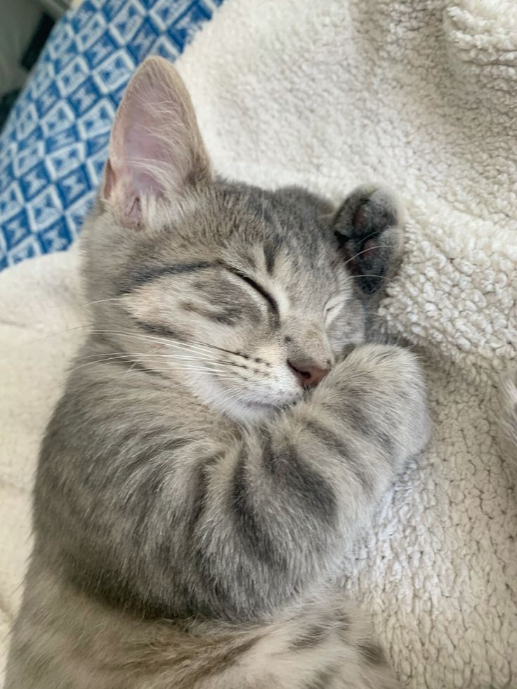 cutestscats's tweet photo. Tiny tabby curled up in dreamland too adorable 🥹 https://t.co/TBwWG0RmIR