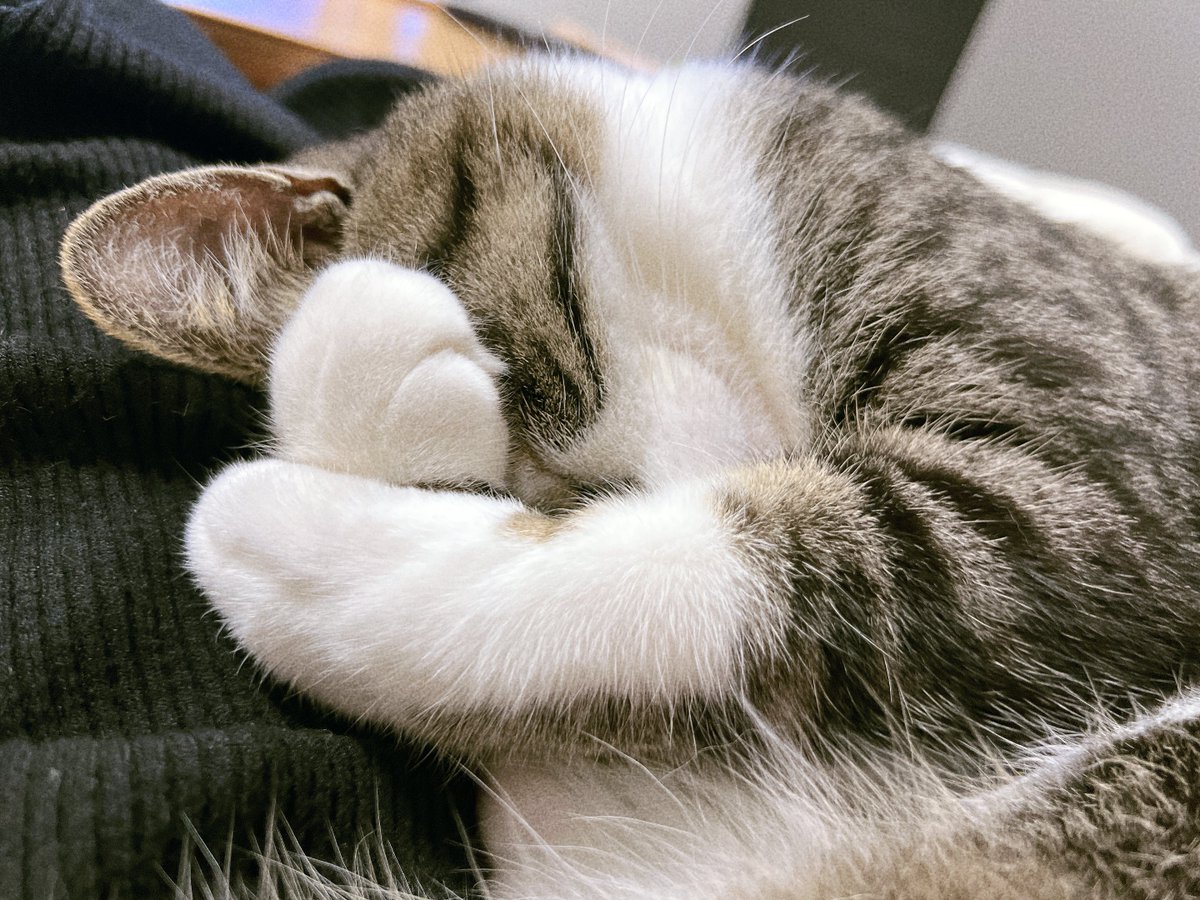 nekokawaii1214's tweet photo. ぎゅ https://t.co/xxLLdfI8I0