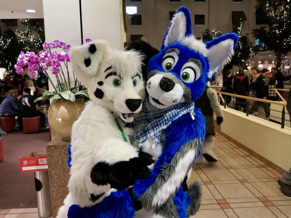 FluffyRodeo's tweet photo. Found some old photos taken at EF in 2014, first time I had my blue husky 💕🐾 Help me find their twitter usernames please 😂 @rexypup • Pics were taken by the cutest curly dog @Curlyhusky https://t.co/8BdwSJvcNC