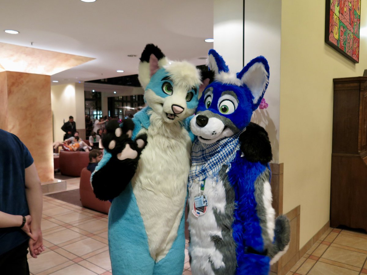 FluffyRodeo's tweet photo. Found some old photos taken at EF in 2014, first time I had my blue husky 💕🐾 Help me find their twitter usernames please 😂 @rexypup • Pics were taken by the cutest curly dog @Curlyhusky https://t.co/8BdwSJvcNC