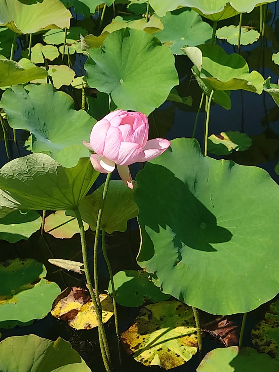 nekonekomaron's tweet photo. 千秋公園お堀の蓮が咲き始めたよ。 https://t.co/xbkSruYkpA