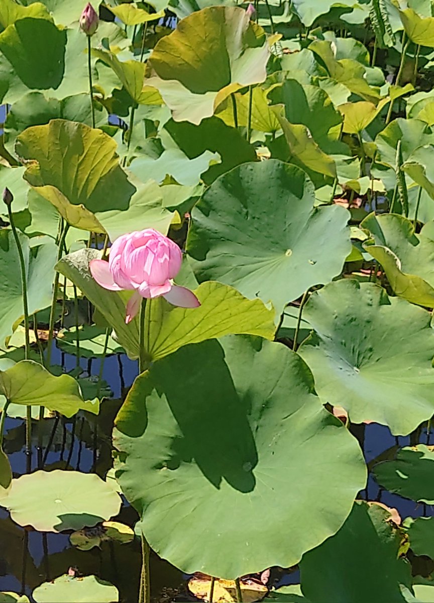 nekonekomaron's tweet photo. 千秋公園お堀の蓮が咲き始めたよ。 https://t.co/xbkSruYkpA