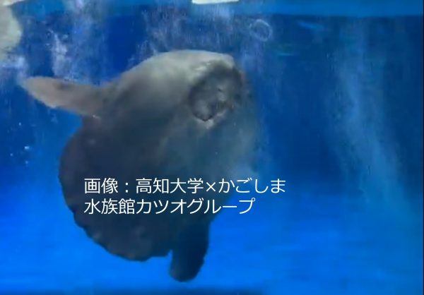 lab_brains's tweet photo. マンボウ類は「世界初のバブルリングを作れる魚類」になり得るか？
https://t.co/3iOm0Ogz20

なんだか見ていて癒されるバブルリング。魚類で作ることができるのは、マンボウ類が世界初…？！
ぜひご覧ください！

@manboumuseum https://t.co/KbvxFwmh1c