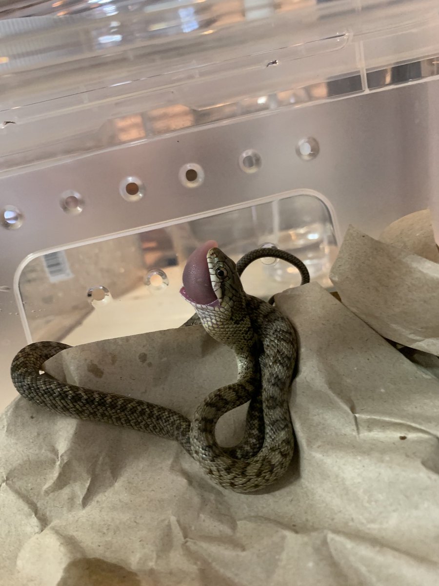 TaeReptiles's tweet photo. 家の前にいたちっちゃなヘビ。
可愛かったから、さらって監禁してもた。
餌付けもしてみた。 https://t.co/RcJAPSdnbJ