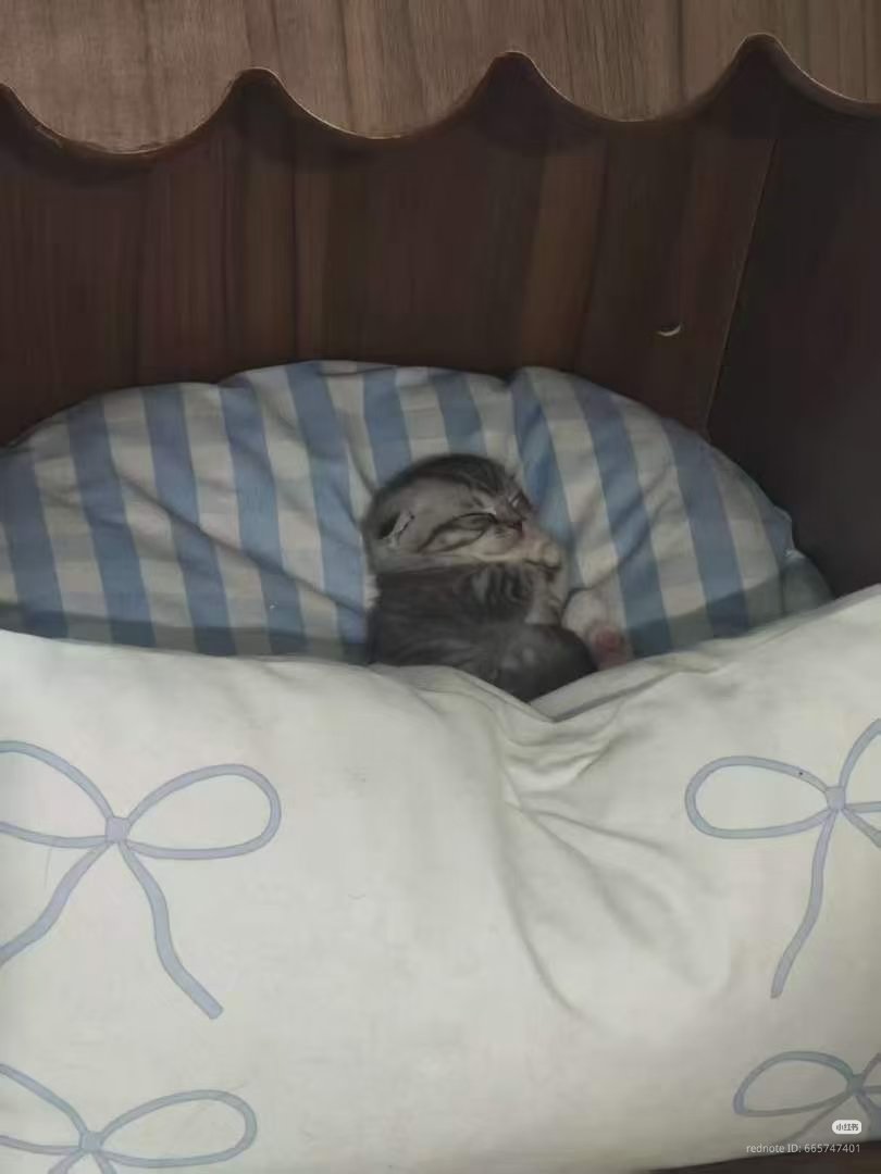 nocontextscats's tweet photo. precious baby 🥹 https://t.co/DGhmA1VwHt