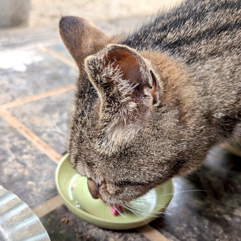 simadat1's tweet photo. まいう😽 https://t.co/4Plt7VKMKz