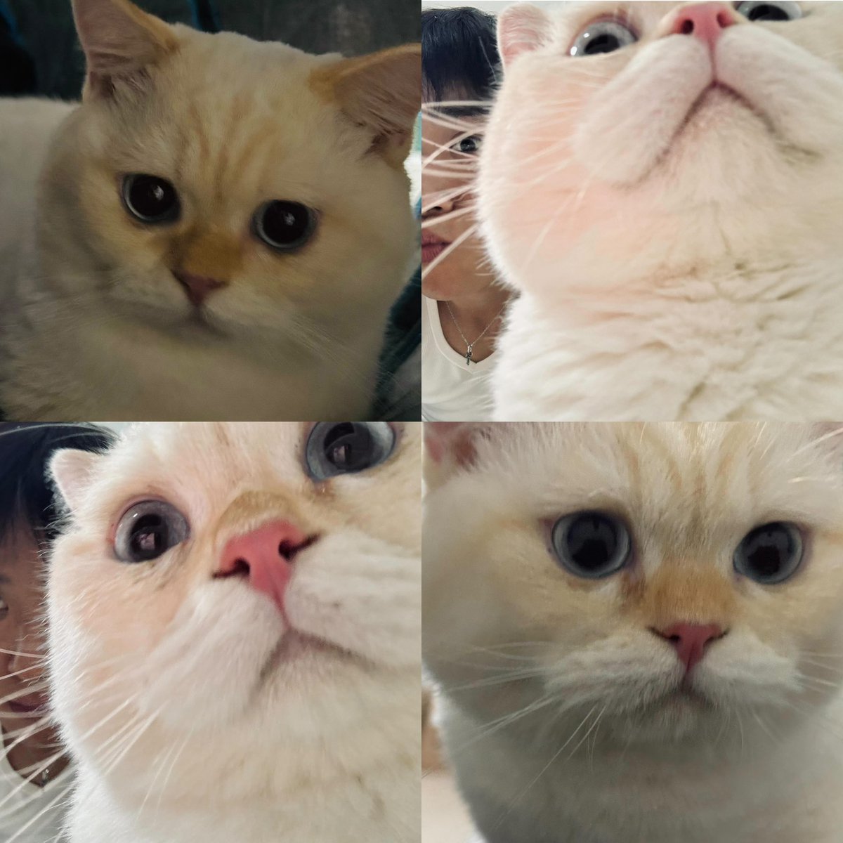 honypraw's tweet photo. Papa เลียนแบบหน้าโมจิงั้นหรอออ หนายยยเหมือนอ้ะป๊าววววว!! 5555555555🐈🐈🐈🐈🐈🐈🐈😾😾😾😾 https://t.co/yiqBXY1VkD