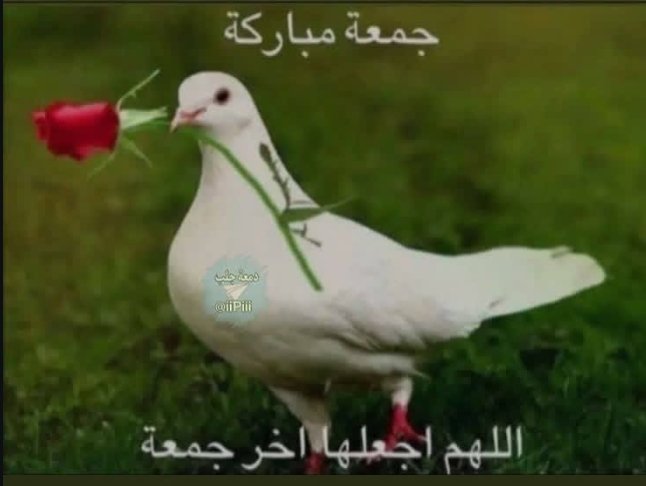 Mohanad tweet media