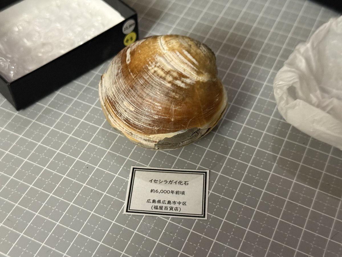 イセシラガイ　化石 ３個セット　 広島市中区八丁堀 我が家で唯一の広島産の石ってか化石、イセシラガイくんです！今年の3