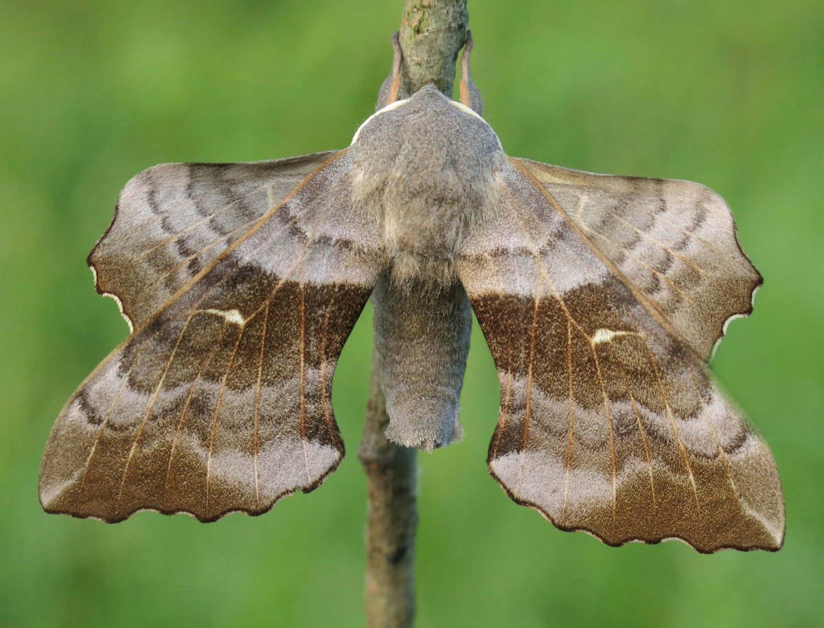 Panjan1972's tweet photo. Dit bakbeest van een Populierenpijlstaart landde in onze tuin. #ElkeDagEenInsect #nachtvlinders #populierenpijlstaart #moths #insect #natuur #natuurfotografie https://t.co/hXR7mTRWCq
