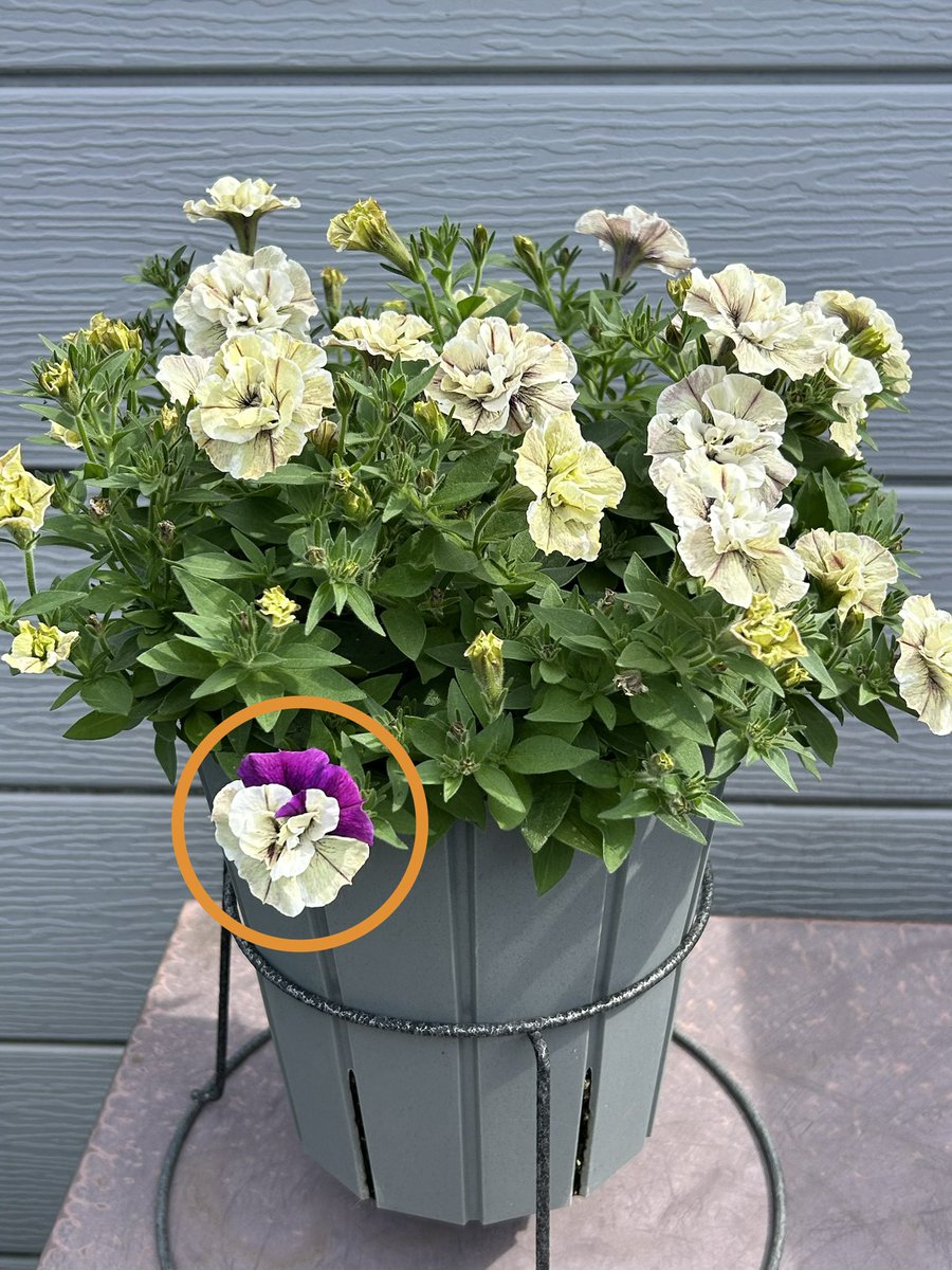 ppr1011's tweet photo. ペチュニア ジュリエットのモダンホワイトに一輪だけ紫の濃いお花が咲いた🌺
先祖返りかな？

#ペチュニア
#ペチュニアジュリエット https://t.co/4KzVJhh8Vq