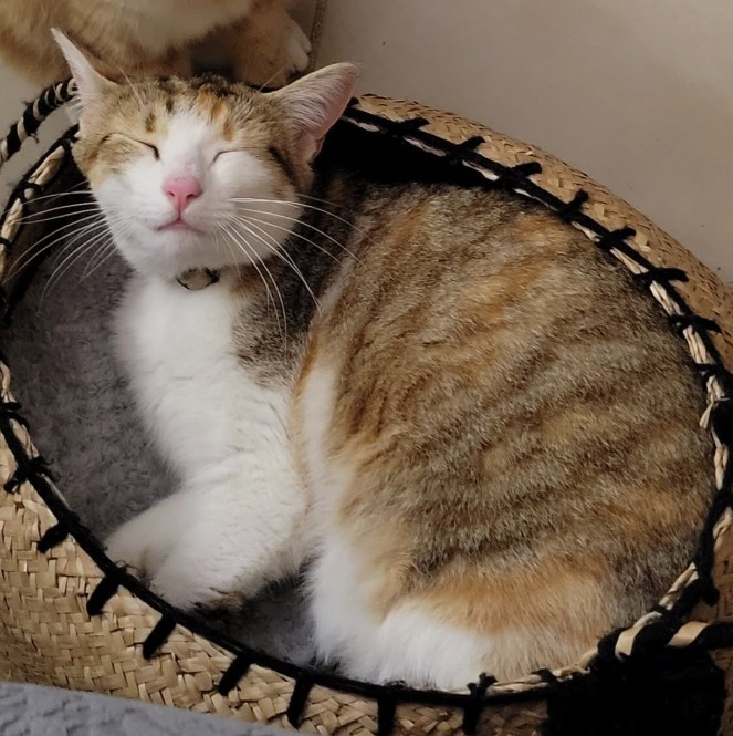 MissingTarn81's tweet photo. 03.07.26 Perdue chatte tigré/blanc, un peu de roux, à Saïx (vers allée de Boussac). "Athéna". Pucée. Tattoo oreille "ID". Collier rose. Contact : https://t.co/vB2RD8C5mW #Tarn #chat https://t.co/7w0cDwDzok