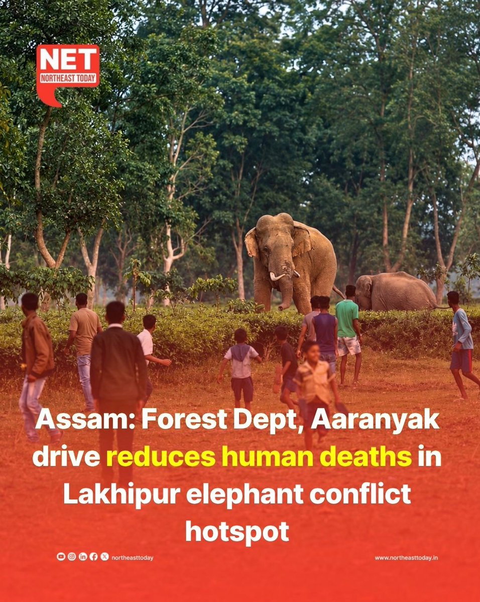 NortheastToday's tweet photo. #Assam | Human deaths caused by human-elephant conflict (HEC) in Assam’s Lakhipur hotspot have seen a remarkable decline thanks to sustained and coordinated mitigation efforts by the Goalpara Division of the Assam Forest Department in partnership with biodiversity conservation group Aaranyak. Official data shows that fatalities dropped to just two in 2025, compared to 19 deaths recorded in 2022, Emphasizing the impact of persistent interventions.

Read more..
https://t.co/oNvhGPMRKK

#HumanElephantConflict #Lakhipur #Aaranyak #Goalpara #WildlifeConservation #AssamForestDepartment #NortheastToday