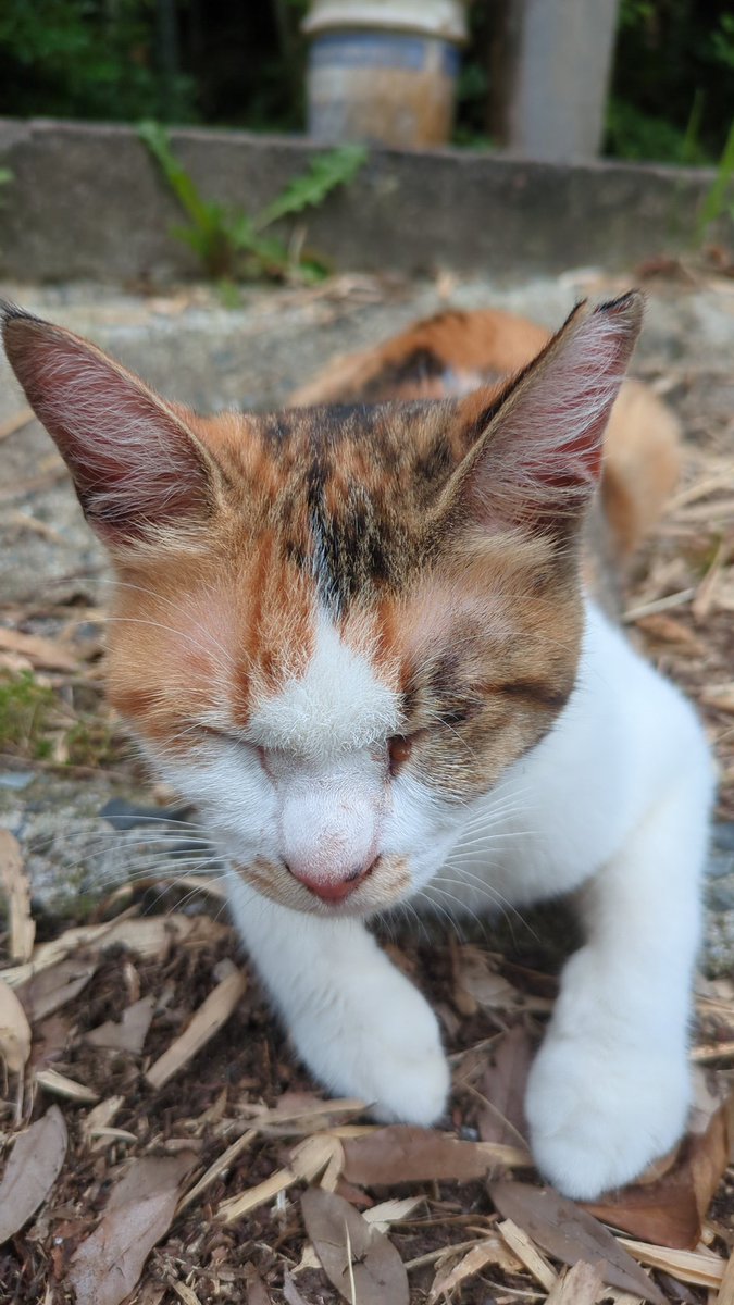 hattarikuns's tweet photo. #片目の猫
#福岡県
#飯塚市
#里親募集中 https://t.co/YJeK19zzXQ
