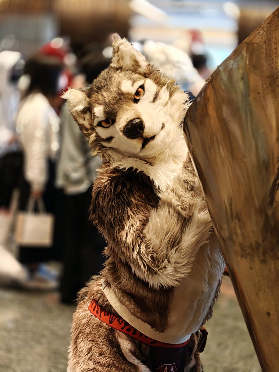 FrankFan0214's tweet photo. 哎呀~不要一直待在那看啦~🐺✨
還不快過來跟我玩~❤️
📸：@Kuly_Wolf
#FursuitFriday https://t.co/h8fhUjQBTL