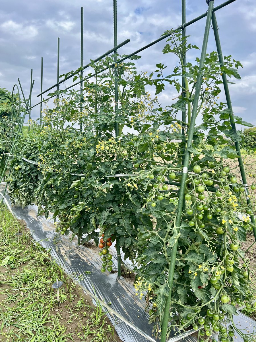 moat_iddm's tweet photo. やっとトマトが赤くなってきた🍅 https://t.co/DWylTGAdft