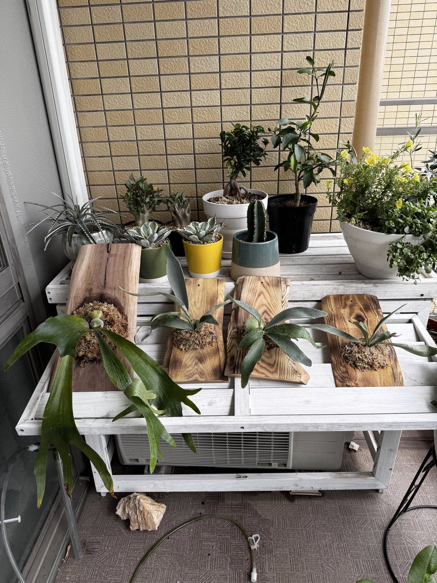 KWinbyall's tweet photo. 昨日のビカクシダの板付け
有識者の方から教えてもらったら
なんと5株ありましてん🥴
とりあえず大きいのは板付けして
残り二つはまだ赤ちゃんなので
ポットで育てることにしました。

左のは材料買いにホームセンター行ったら葉が裂けて2年以上は売れてないものを
ディスカウントしてもらい
300円で買ってきた
流れで板付けへ
でかい😊
でかいのは大変だった

ちなみに板はバーナーで焼いて色入れ

4時間も没頭してしまった。

果たして枯れずに育っていくのでしょうか！？

#ビカクシダ 
#ジェフビカクシダ部