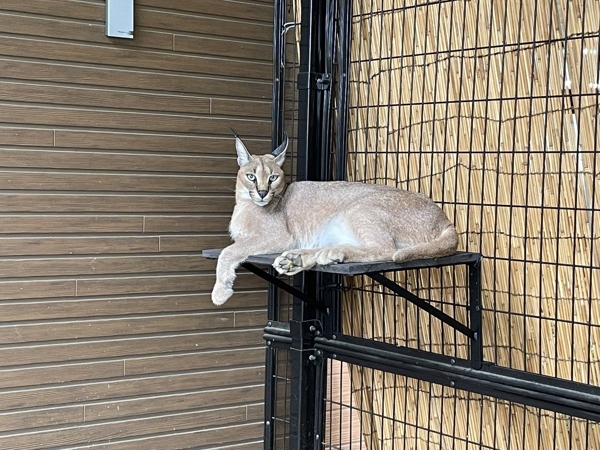 GokatsuraikeZoo's tweet photo. 「今日の見てコレ」

高いところが好きなジナ
新しく設置した台にものってくれてました

#たけぴ
#今日の見てコレ
#カラカル
#ごかつら池どうぶつパーク https://t.co/UooVxm3j3U