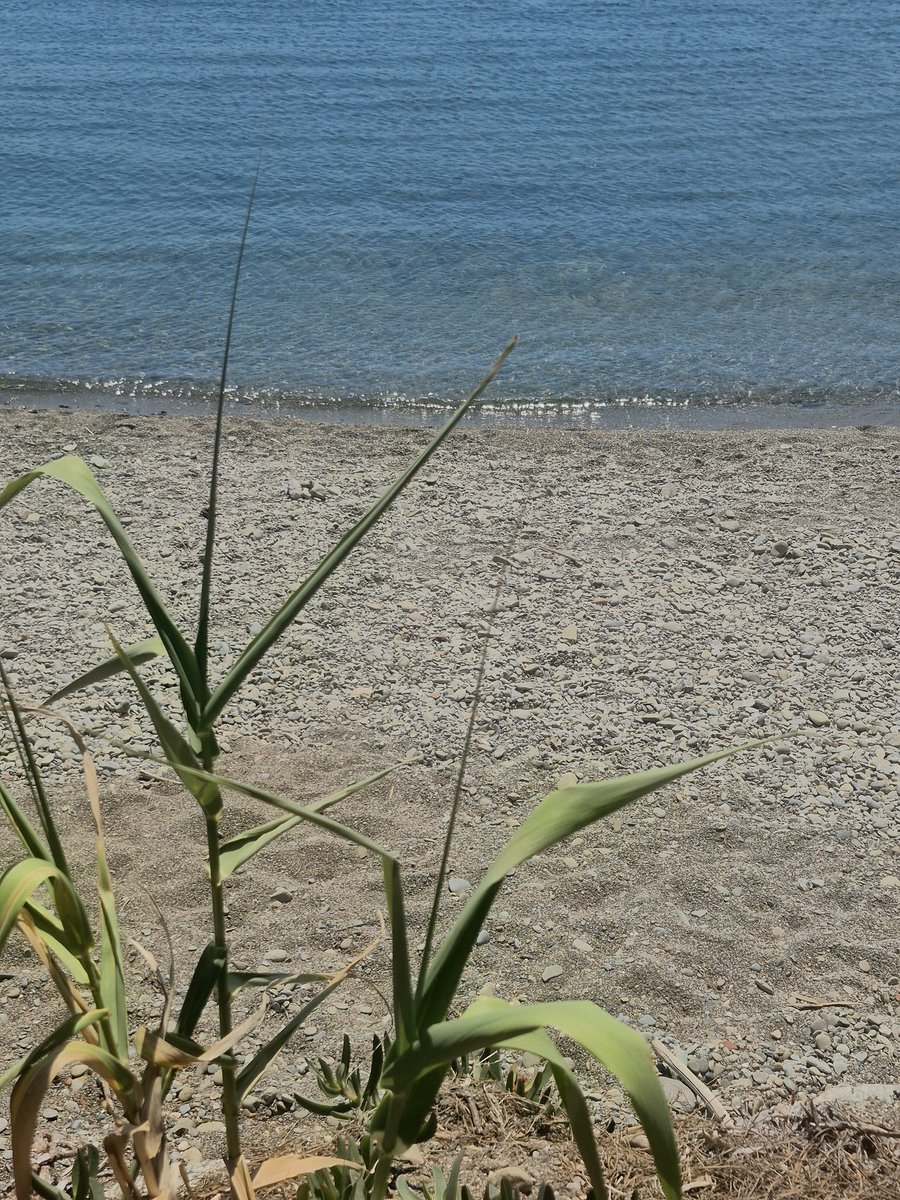 evila_orta's tweet photo. I l'onada del mar sempre riu,
Primavera d'hivern,
Primavera d'estiu.

I tot és Primavera
i tota fulla verda eternament.

Joan Salvat-Papasseit https://t.co/u13saAfAJv